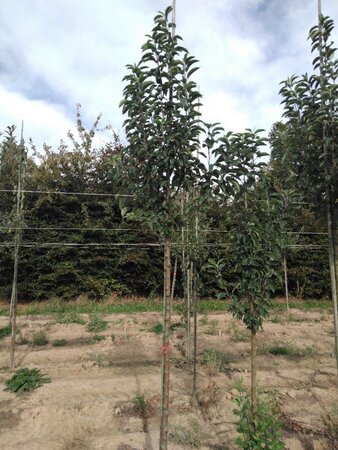Malus 'John Downie' 10-12 Hoogstam wortelgoed - afbeelding 4