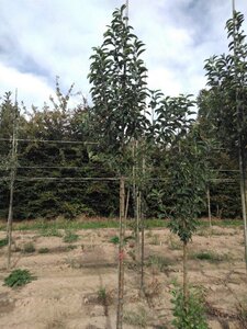 Malus 'John Downie' 10-12 Hoogstam wortelgoed - afbeelding 4