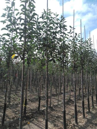 Malus 'John Downie' 10-12 Hoogstam wortelgoed - afbeelding 1