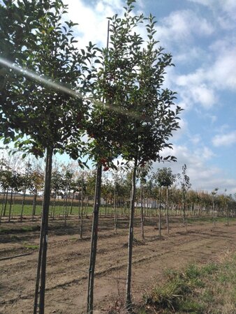 Malus 'John Downie' 10-12 Hoogstam wortelgoed - afbeelding 3