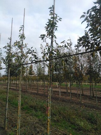 Malus 'John Downie' 10-12 Hoogstam wortelgoed - afbeelding 6
