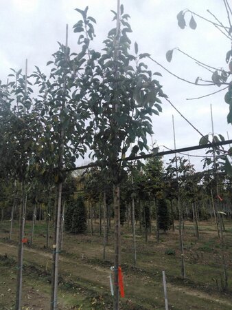 Malus 'John Downie' 10-12 Hoogstam wortelgoed - afbeelding 5