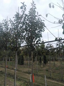 Malus 'John Downie' 10-12 Hoogstam wortelgoed - afbeelding 5