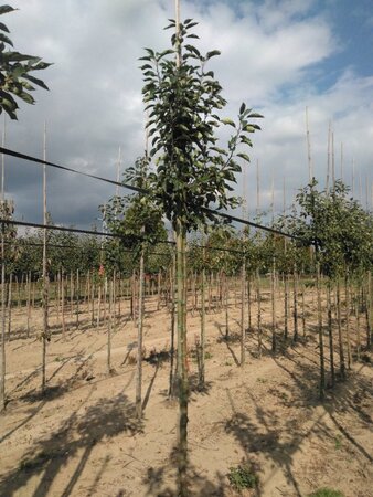 Malus 'John Downie' 10-12 Hoogstam wortelgoed - afbeelding 2