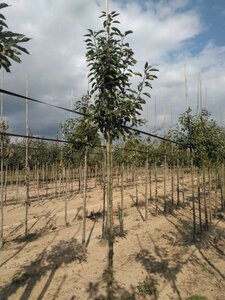 Malus 'John Downie' 10-12 Hoogstam wortelgoed - afbeelding 2