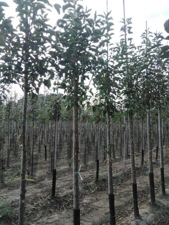 Malus 'John Downie' 12-14 Hoogstam wortelgoed 2 X verplant - afbeelding 1