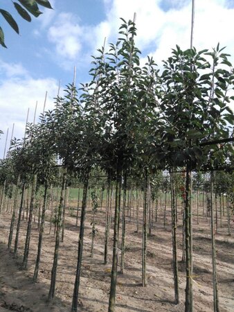 Malus 'John Downie' 12-14 Hoogstam wortelgoed 2 X verplant - afbeelding 2