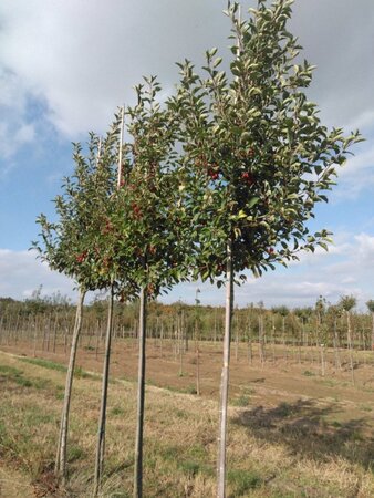 Malus 'John Downie' 12-14 Hoogstam wortelgoed 2 X verplant - afbeelding 3