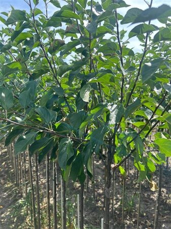 Malus 'John Downie' 6-8 Halfstam wortelgoed - afbeelding 2