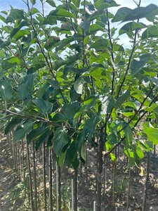 Malus 'John Downie' 6-8 Halfstam wortelgoed - afbeelding 2