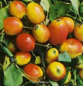 Malus 'John Downie' 6-8 Halfstam wortelgoed