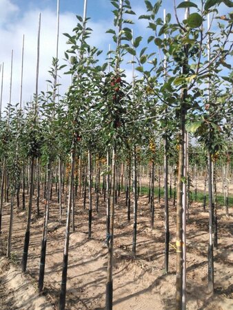 Malus 'John Downie' 6-8 Hoogstam wortelgoed - afbeelding 3