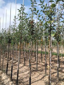 Malus 'John Downie' 6-8 Hoogstam wortelgoed - afbeelding 3