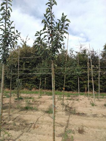 Malus 'John Downie' 6-8 Hoogstam wortelgoed - afbeelding 2