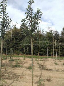 Malus 'John Downie' 6-8 Hoogstam wortelgoed - afbeelding 2