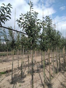 Malus 'John Downie' 6-8 Hoogstam wortelgoed