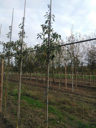 Malus 'John Downie' 6-8 Hoogstam wortelgoed - afbeelding 4