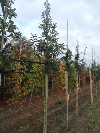 Malus 'John Downie' 8-10 Hoogstam wortelgoed - afbeelding 5