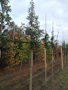 Malus 'John Downie' 8-10 Hoogstam wortelgoed - afbeelding 5