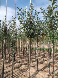 Malus 'John Downie' 8-10 Hoogstam wortelgoed - afbeelding 4