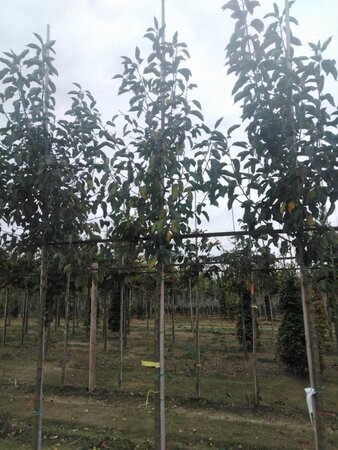 Malus 'John Downie' 8-10 Hoogstam wortelgoed - afbeelding 2