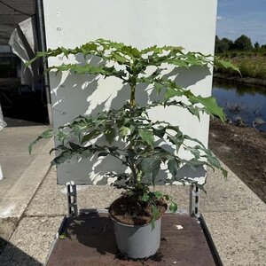 Mahonia japonica 'Hivernant' 30-40 cm cont. 3,0L