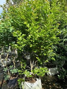 Magnolia kobus 'Isis' (Maráczy) 200-250 cm cont. 100L