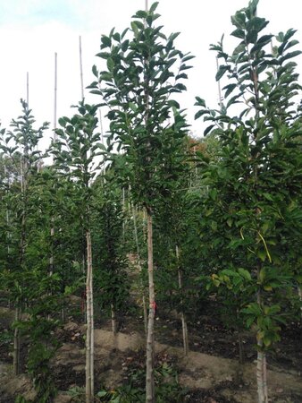 Magnolia kobus 10-12 Hoogstam met kluit - afbeelding 1