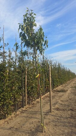 Magnolia kobus 10-12 Hoogstam met kluit - afbeelding 4