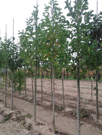 Magnolia kobus 10-12 Hoogstam met kluit - afbeelding 3