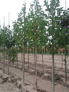 Magnolia kobus 10-12 Hoogstam met kluit - afbeelding 3