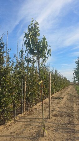 Magnolia kobus 10-12 Hoogstam met kluit - afbeelding 2