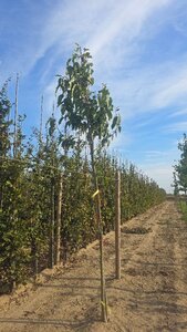 Magnolia kobus 10-12 Hoogstam met kluit - afbeelding 2