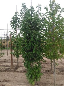 Magnolia kobus 10-12 cm met kluit geveerd