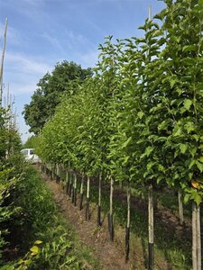 Magnolia kobus 12-14 Hoogstam draadkluit 2 X verplant - afbeelding 3