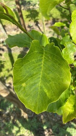Magnolia kobus 12-14 Hoogstam draadkluit 2 X verplant - afbeelding 6
