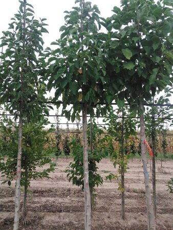 Magnolia kobus 12-14 Hoogstam draadkluit 2 X verplant - afbeelding 4