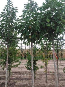 Magnolia kobus 12-14 Hoogstam draadkluit 2 X verplant - afbeelding 4