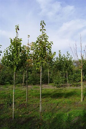 Magnolia kobus 12-14 Hoogstam draadkluit 2 X verplant - afbeelding 5