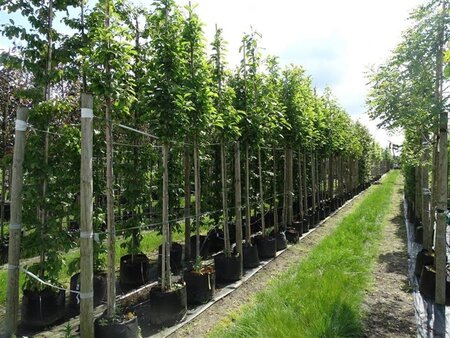 Magnolia kobus 12-14 Hoogstam draadkluit 2 X verplant - afbeelding 2