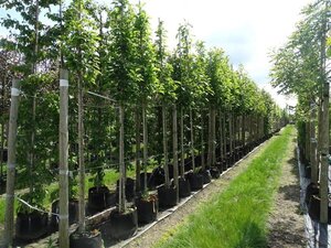 Magnolia kobus 12-14 Hoogstam draadkluit 2 X verplant - afbeelding 2