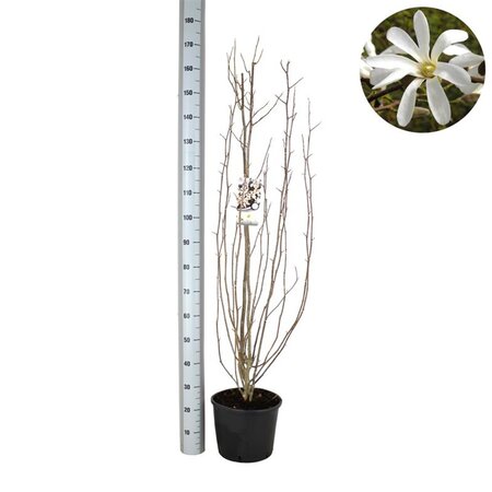 Magnolia kobus 125-150 cm cont. 12L - afbeelding 1