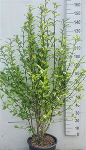 Magnolia kobus 125-150 cm cont. 20L