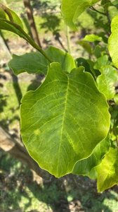 Magnolia kobus 14-16 Hoogstam draadkluit 3 X verplant - afbeelding 2