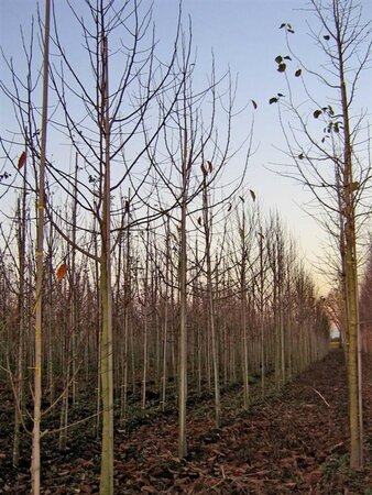 Magnolia kobus 16-18 Hoogstam draadkluit 3 X verplant - afbeelding 2