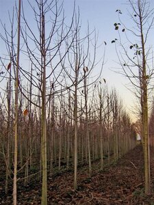 Magnolia kobus 16-18 Hoogstam draadkluit 3 X verplant - afbeelding 2