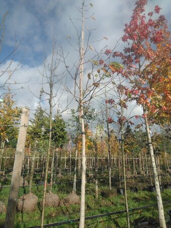 Magnolia kobus 16-18 Hoogstam draadkluit 3 X verplant - afbeelding 4