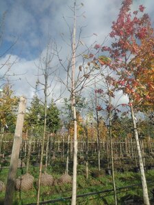 Magnolia kobus 16-18 Hoogstam draadkluit 3 X verplant - afbeelding 4