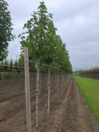 Magnolia kobus 16-18 Hoogstam draadkluit 3 X verplant - afbeelding 1