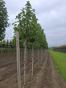 Magnolia kobus 16-18 Hoogstam draadkluit 3 X verplant